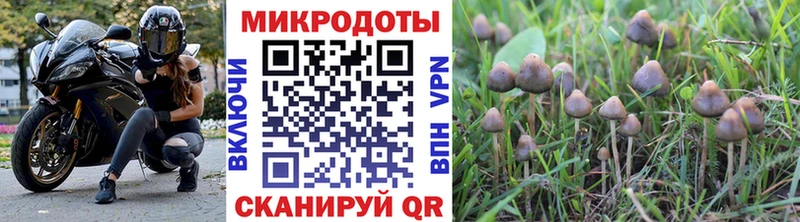 Псилоцибиновые грибы Cubensis Тольятти